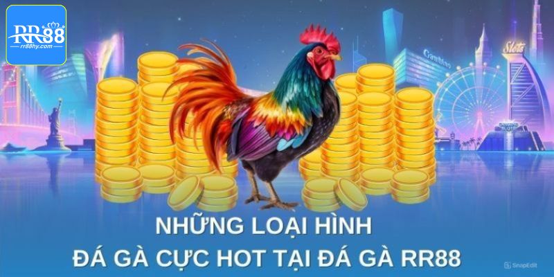 Tổng hợp các loại hình chơi chọi gà hấp dẫn nhất tại RR88